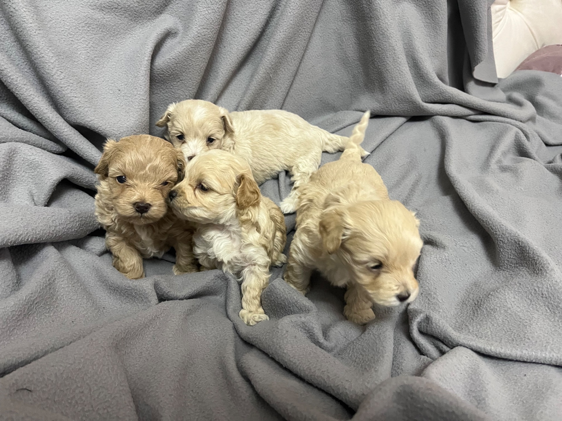 Мальтіпу Ф1 готові до бронювання