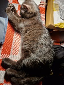 Чорне Норкове Кошеня вік 2 місяці