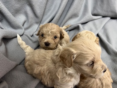 Мальтіпу Ф1 готові до бронювання