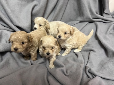 Мальтіпу Ф1 готові до бронювання