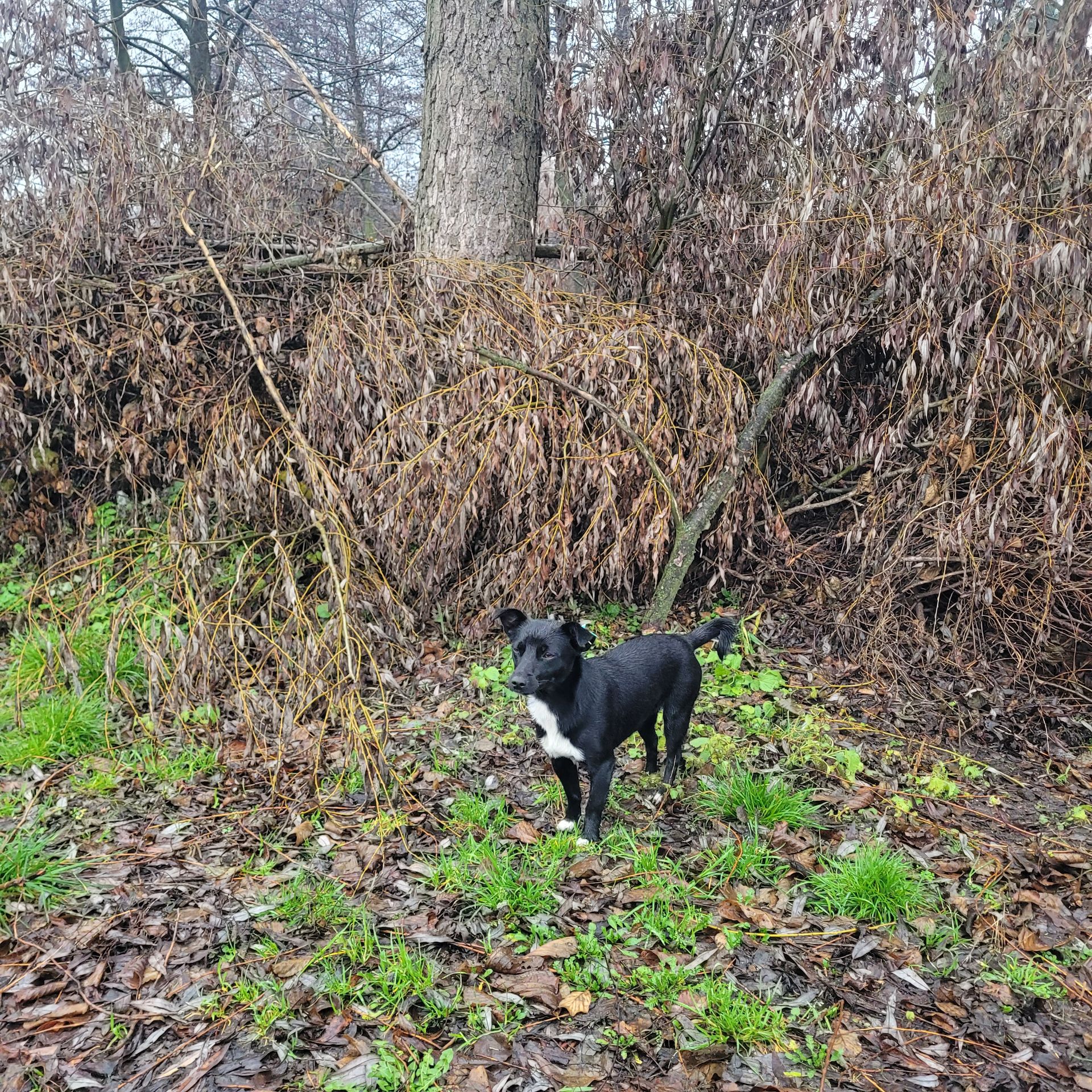 Собаки молоді