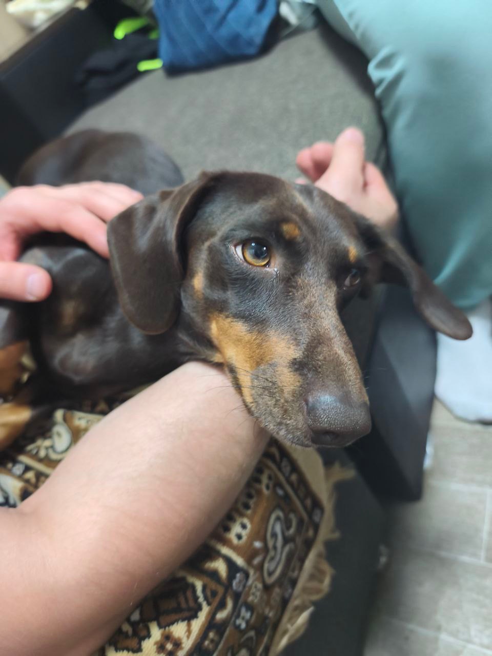 Цуценята Такси