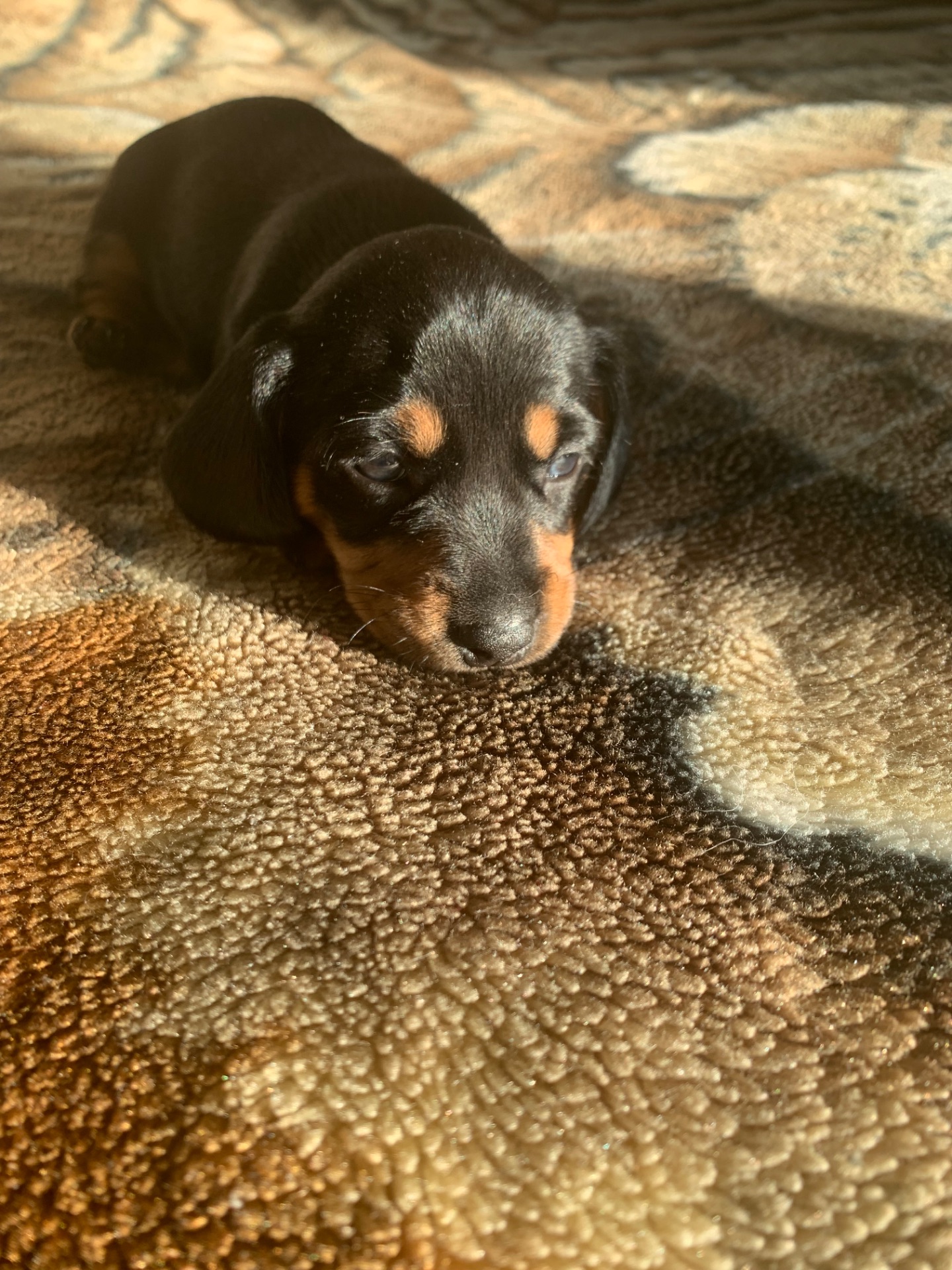 Цуценята Такси