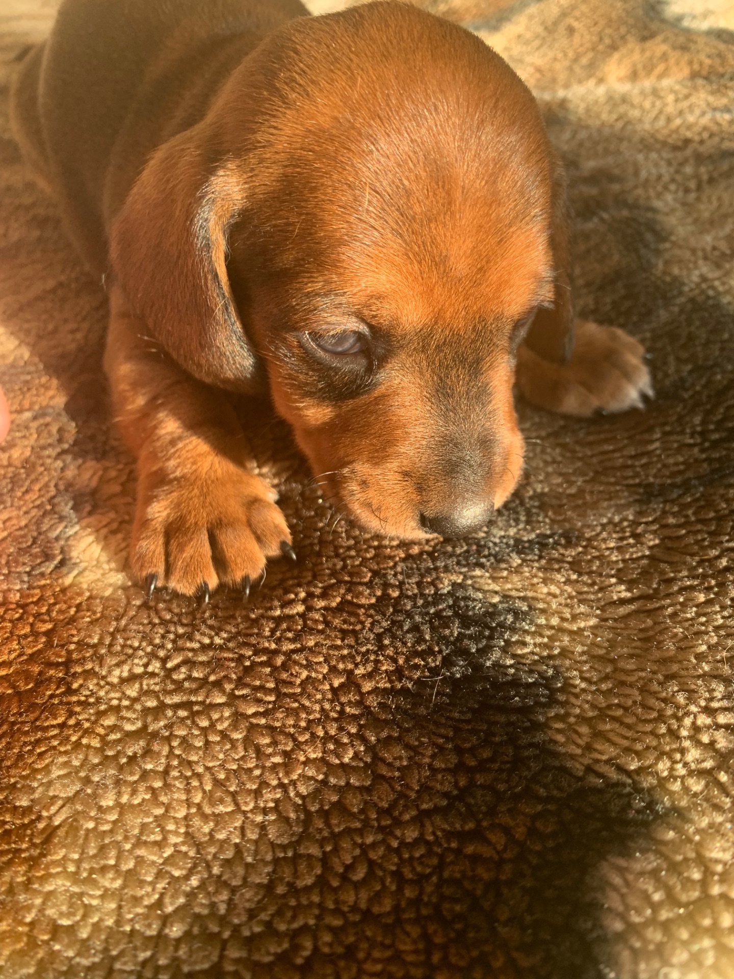 Цуценята Такси