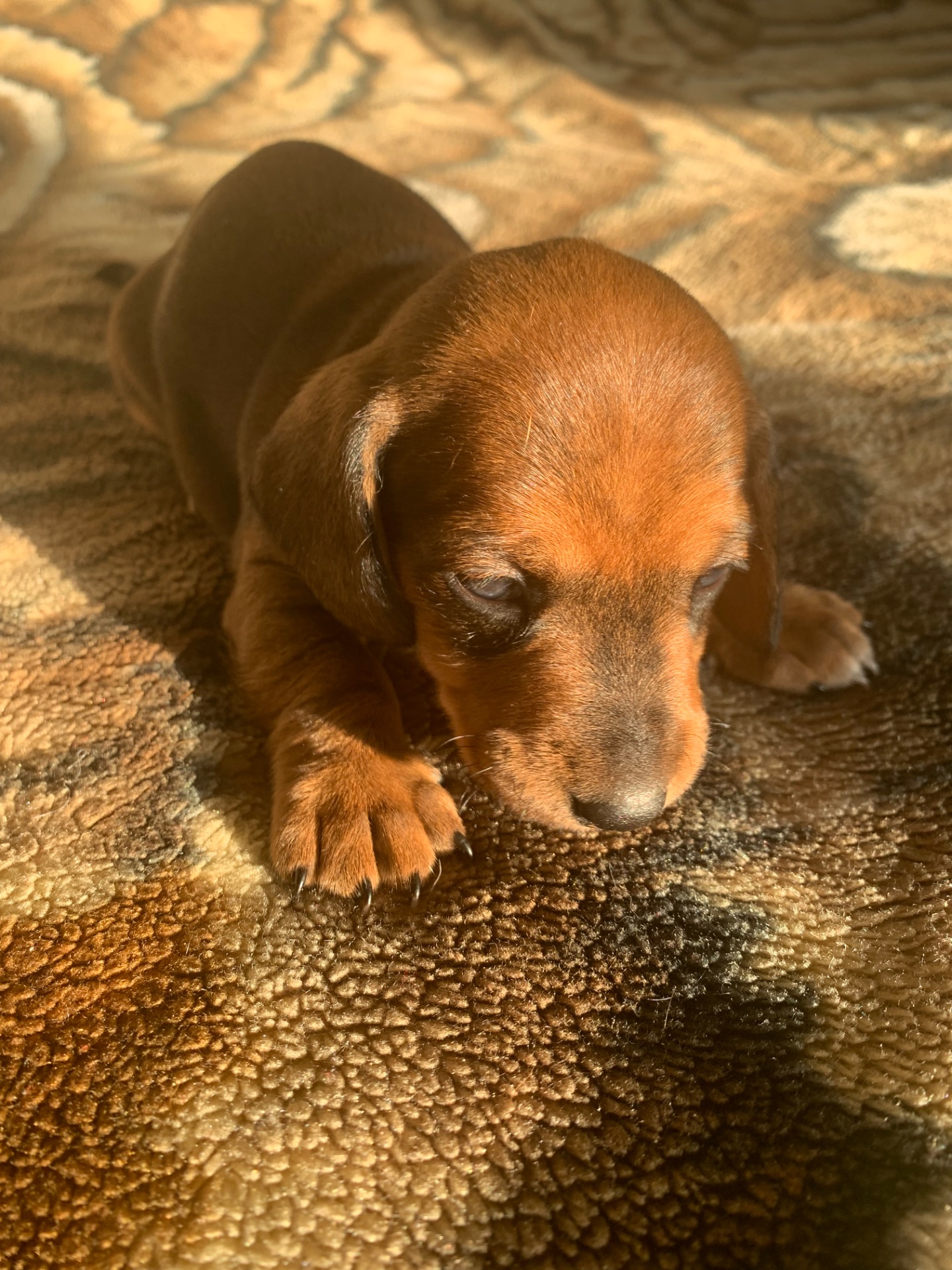 Цуценята Такси