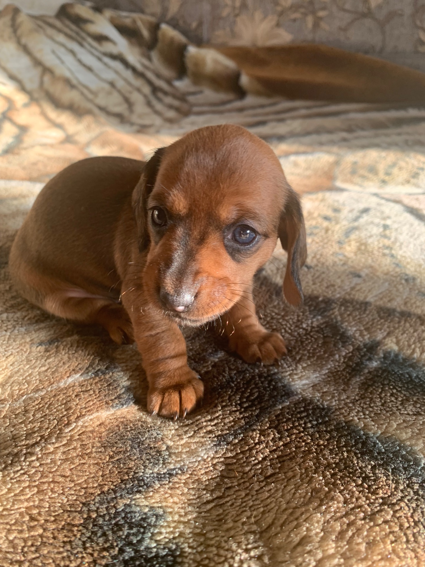 Цуценята Такси