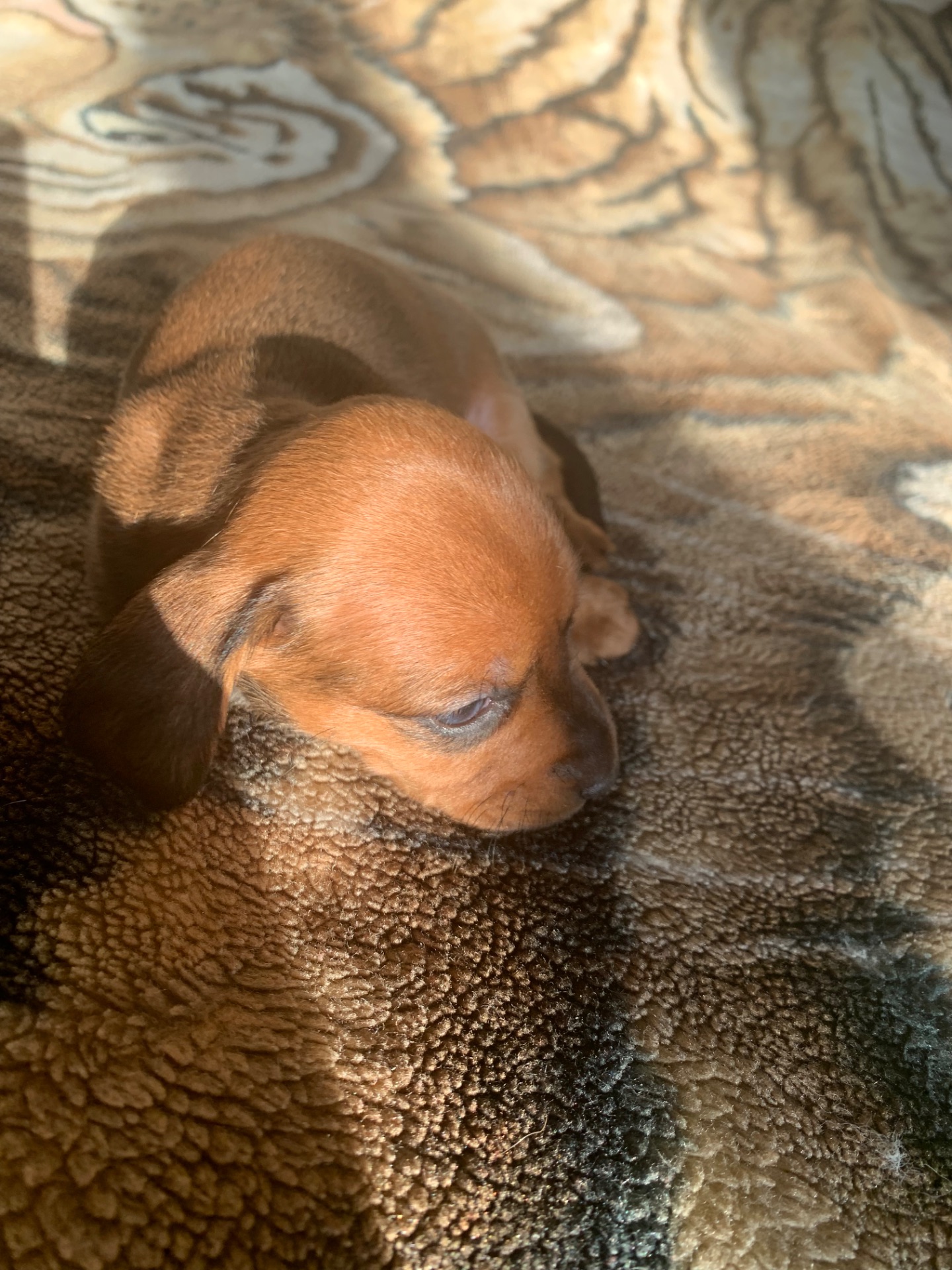 Цуценята Такси