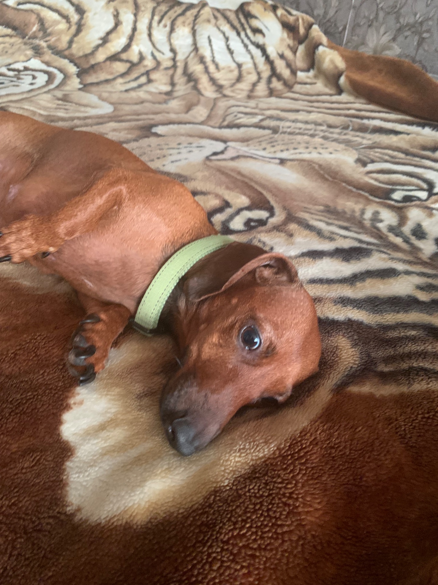 Цуценята Такси