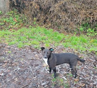 Собаки молоді