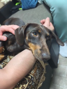 Цуценята Такси