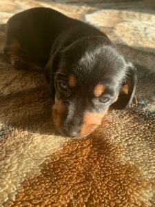 Цуценята Такси