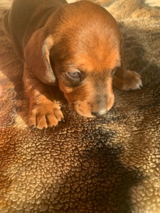 Цуценята Такси