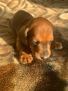 Цуценята Такси