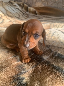 Цуценята Такси