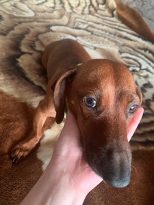 Цуценята Такси