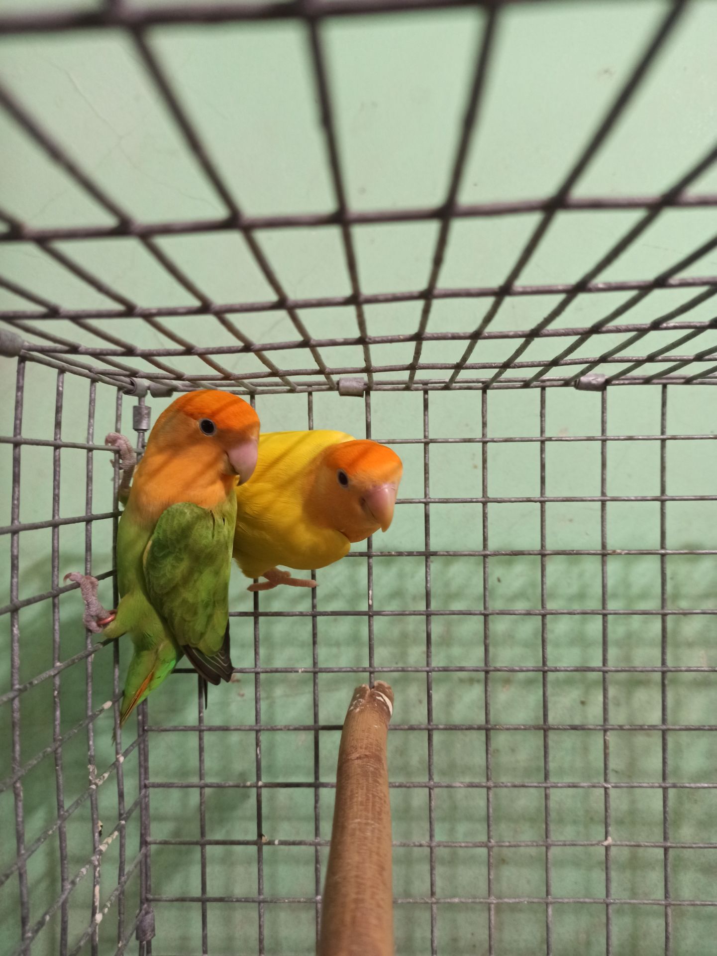 Неразлучники птенцы