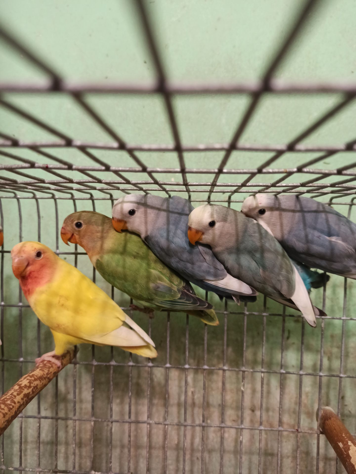 Неразлучники птенцы