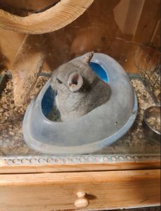 Серебристая ангора с лунными ушками