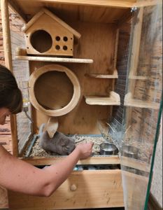 Серебристая ангора с лунными ушками