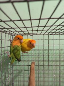 Неразлучники птенцы