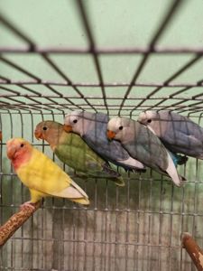 Неразлучники птенцы