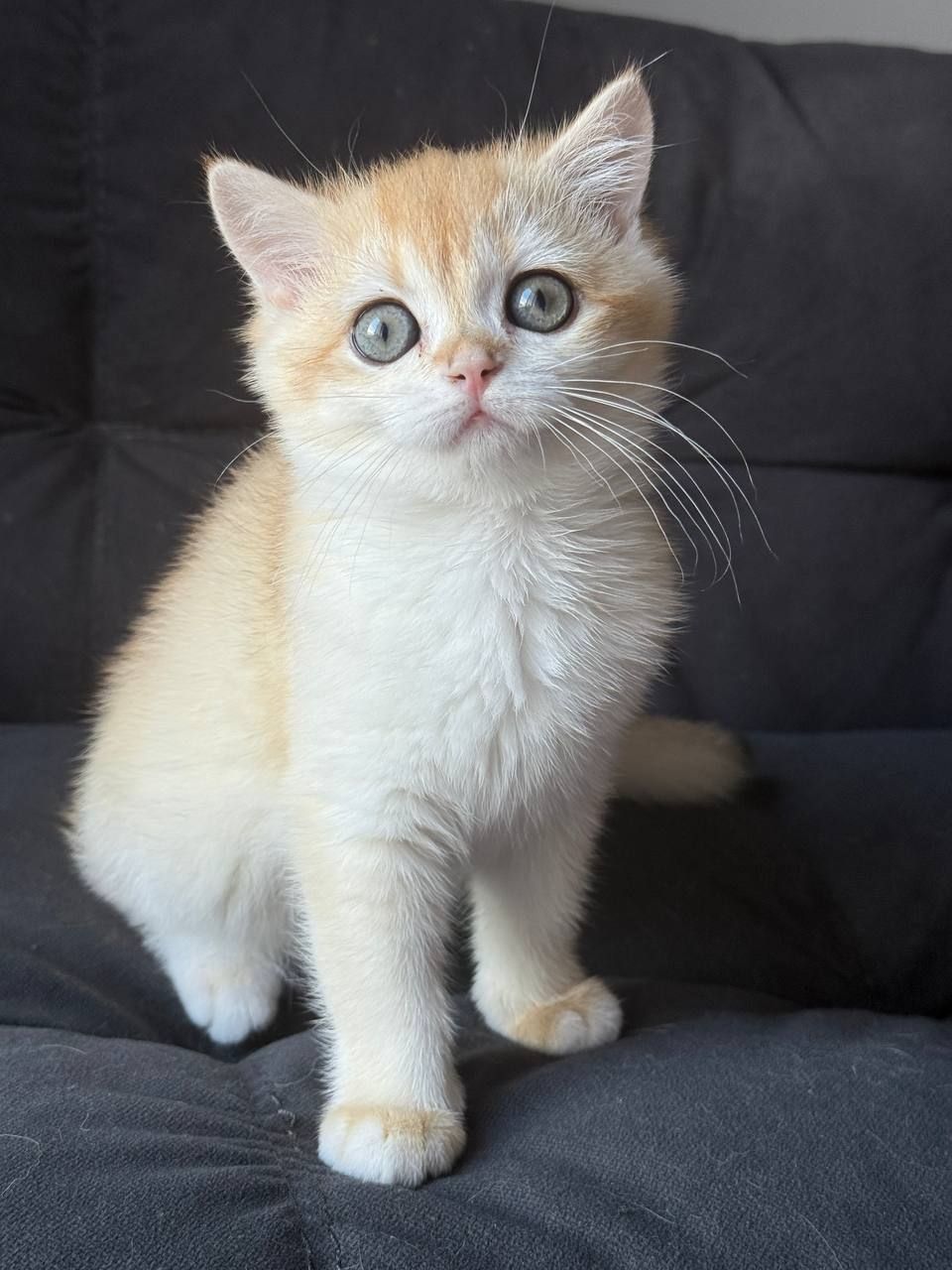 Котята британские золотая шиншилла