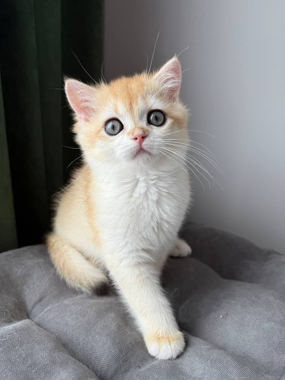 Котята британские золотая шиншилла