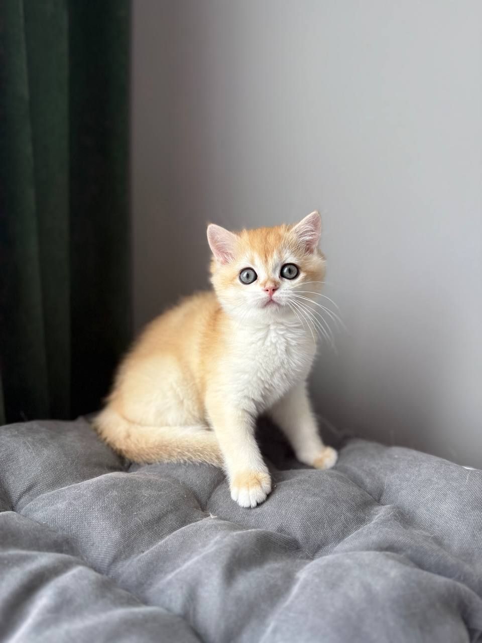 Котята британские золотая шиншилла