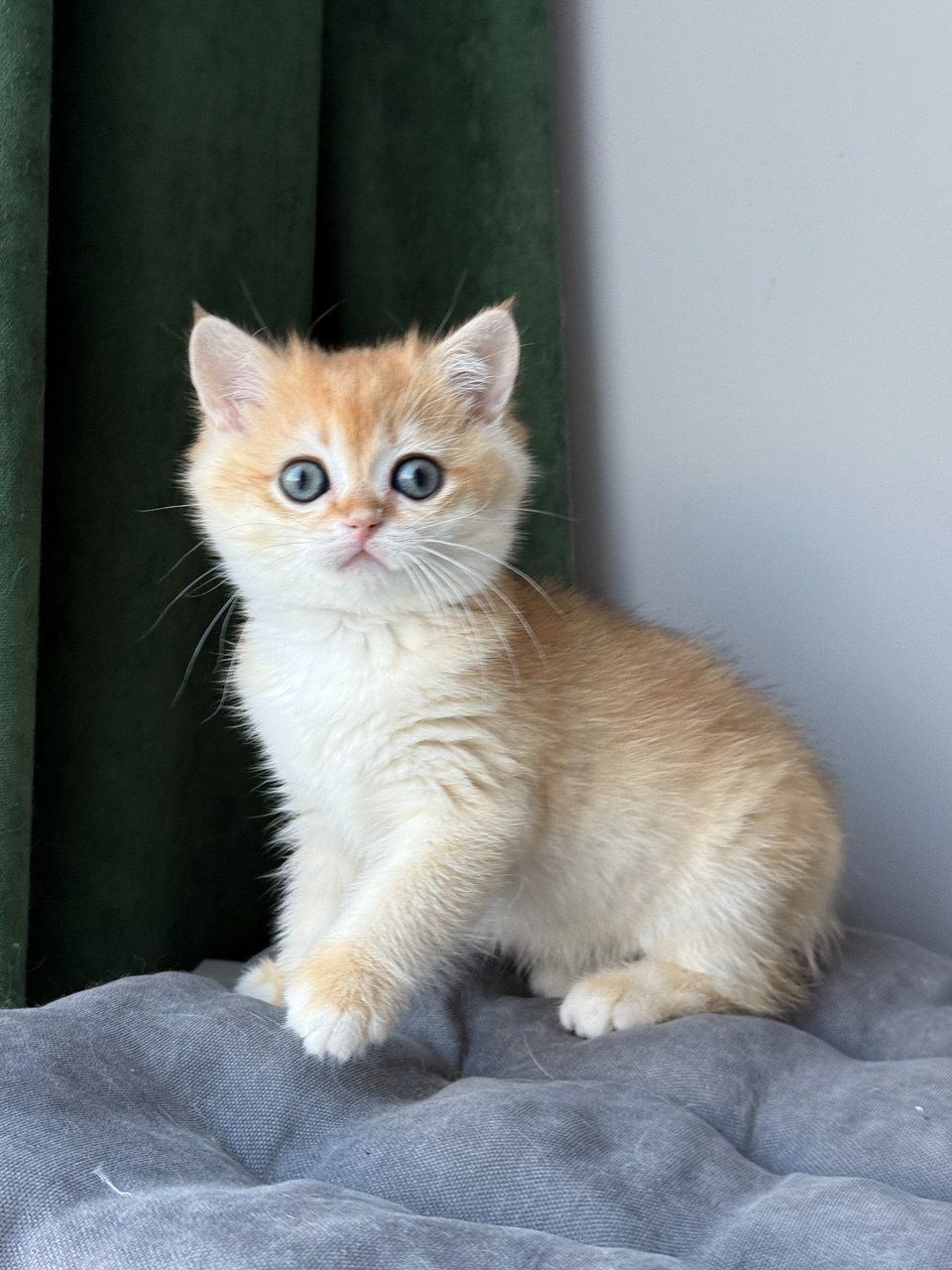 Котята британские золотая шиншилла