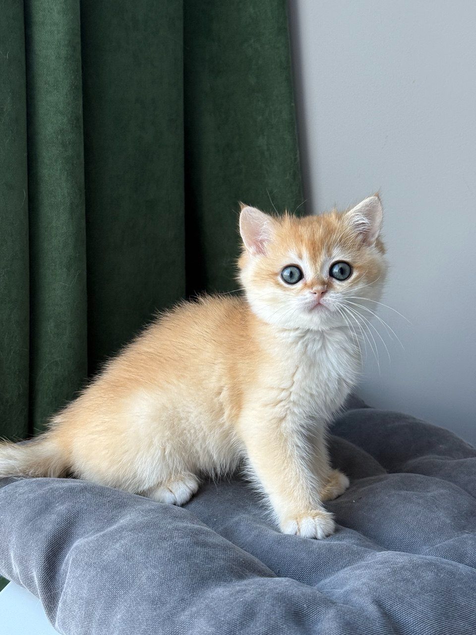 Котята британские золотая шиншилла