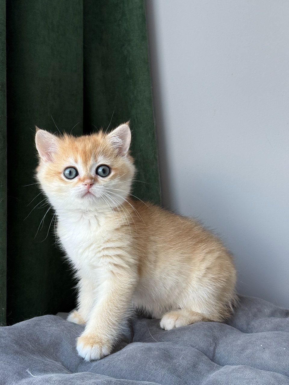 Котята британские золотая шиншилла