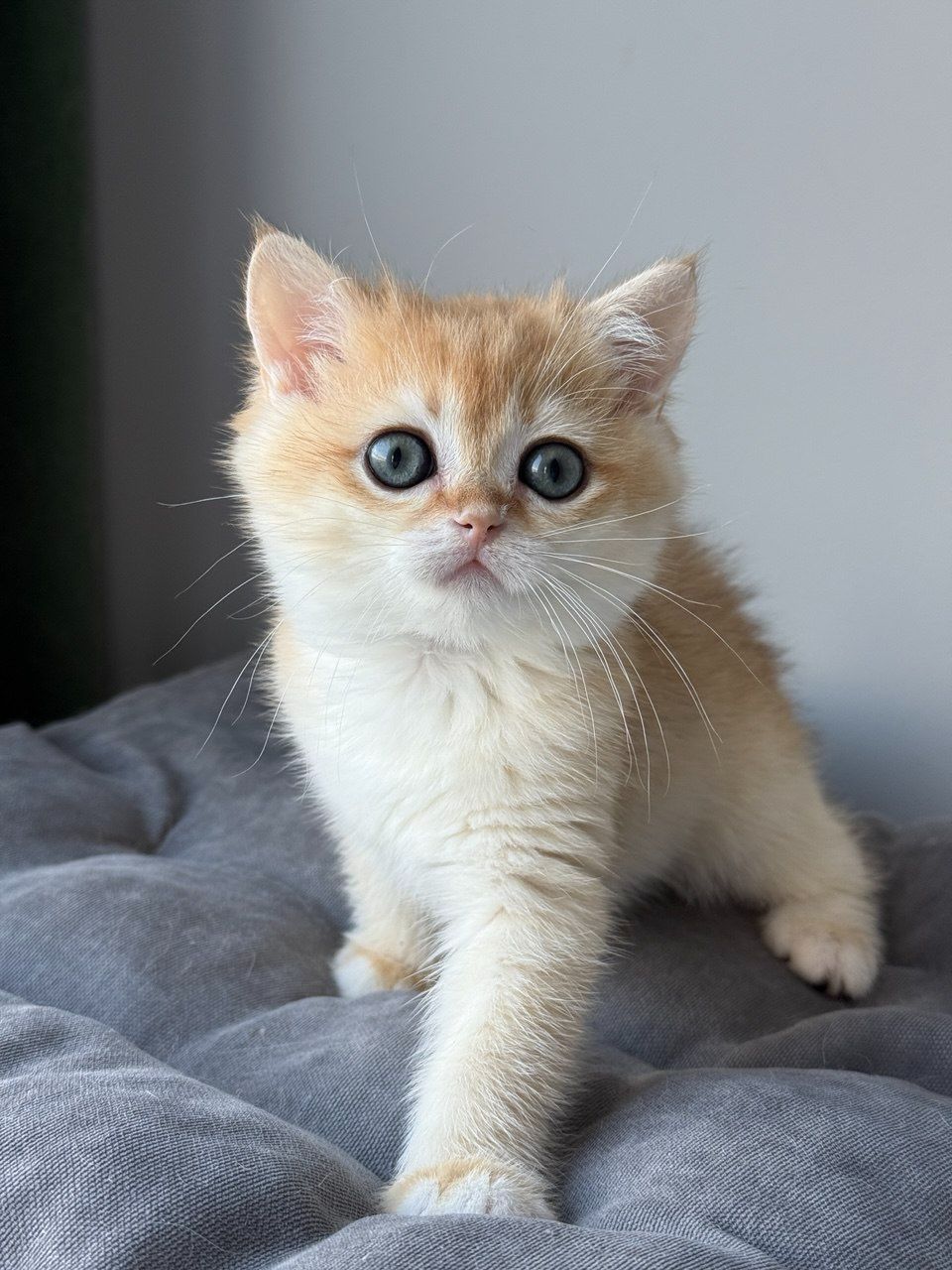 Котята британские золотая шиншилла