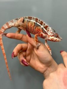 Пантеровий Хамелеон Furcifer pardalis — яскравий розкішний самець