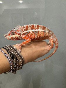 Пантеровий Хамелеон Furcifer pardalis — яскравий розкішний самець