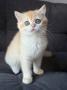 Котята британские золотая шиншилла