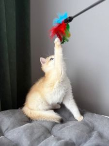 Котята британские золотая шиншилла