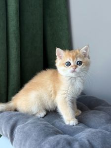 Котята британские золотая шиншилла