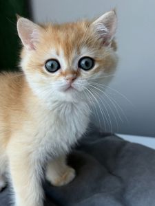Котята британские золотая шиншилла