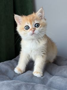 Котята британские золотая шиншилла