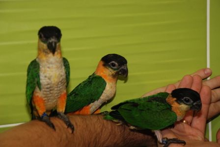 Черношапочный каик, ручной говорящий каик птенец