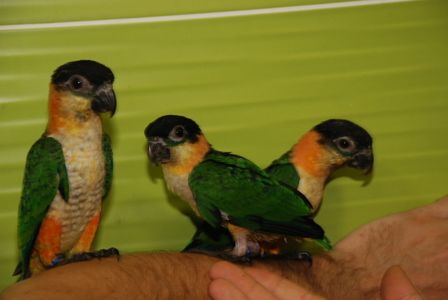 Черношапочный каик, ручной говорящий каик птенец