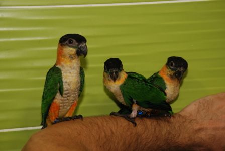 Черношапочный каик, ручной говорящий каик птенец