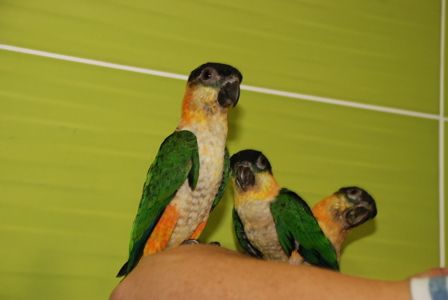 Черношапочный каик, ручной говорящий каик птенец