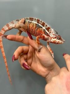 Пантеровий Хамелеон Furcifer pardalis — яскравий розкішний самець