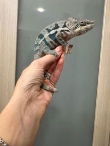 Пантеровий Хамелеон Furcifer pardalis — яскравий розкішний самець