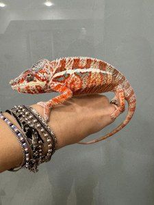 Пантеровий Хамелеон Furcifer pardalis — яскравий розкішний самець