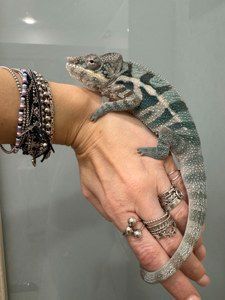 Пантеровий Хамелеон Furcifer pardalis — яскравий розкішний самець