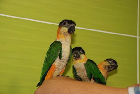 Черношапочный каик, ручной говорящий каик птенец