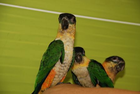 Черношапочный каик, ручной говорящий каик птенец