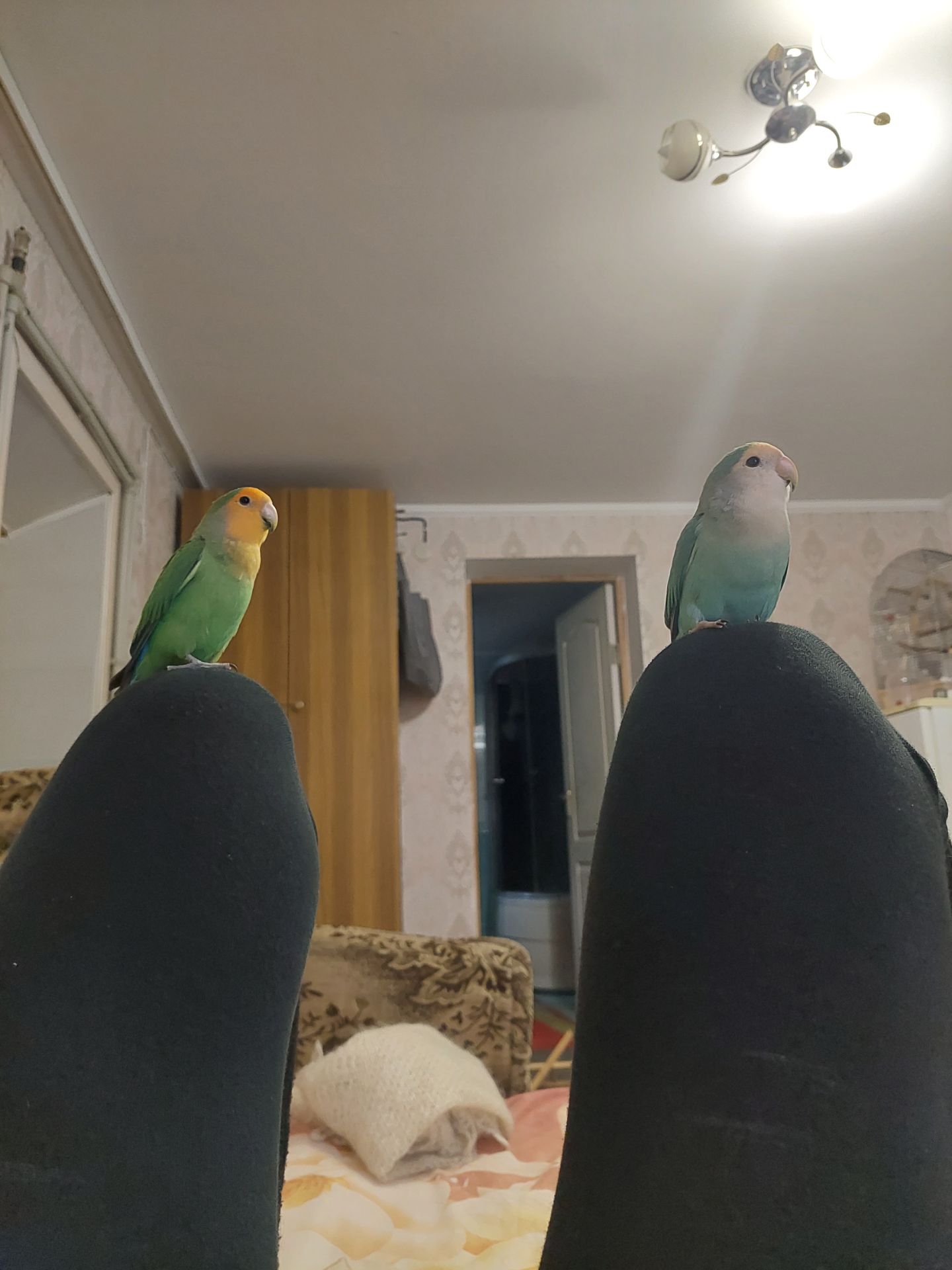 Розовощекий неразлучник